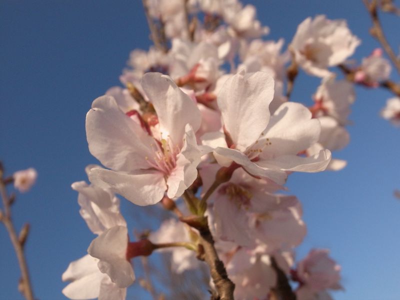 Sakura